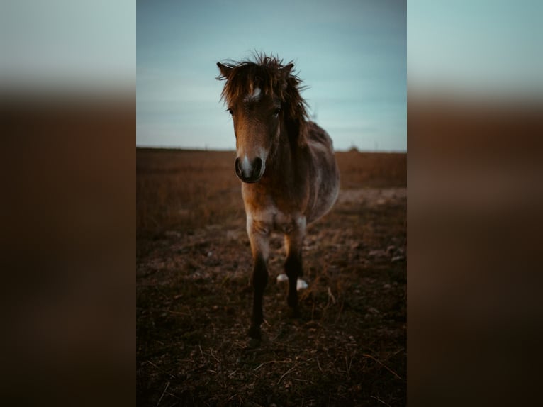 Welsh A (Mountain Pony) Stallion 1 year 12 hh Buckskin in Löwenberger Land