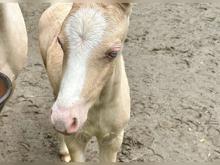 Welsh A (Mountain Pony) Stallion 1 year Cremello in Strasbourg