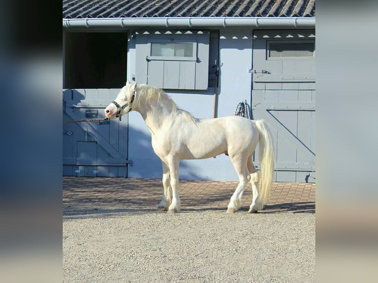 Welsh A (Mountain Pony) Stallion 1 year Cremello in Strasbourg