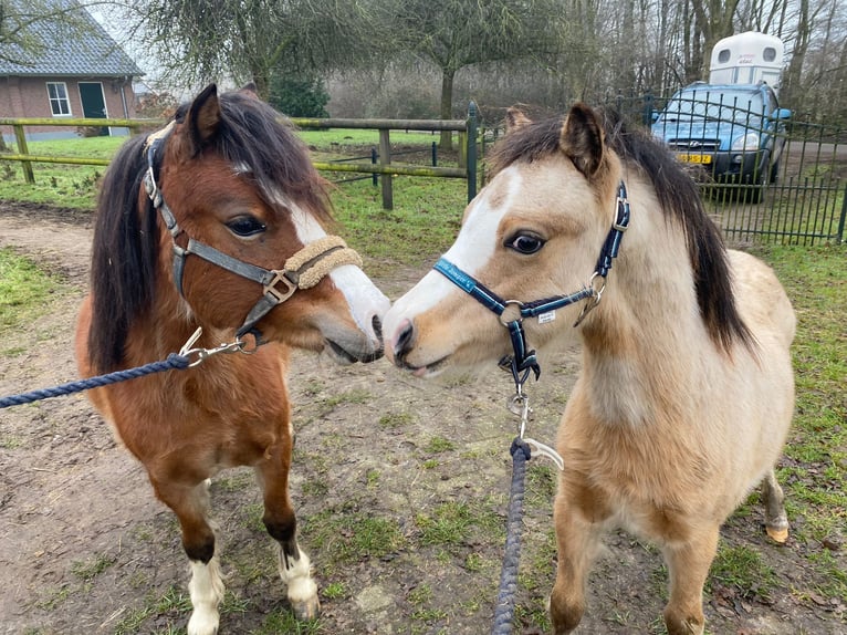 Welsh A (Mountain Pony) Stallion 1 year Dun in Baak