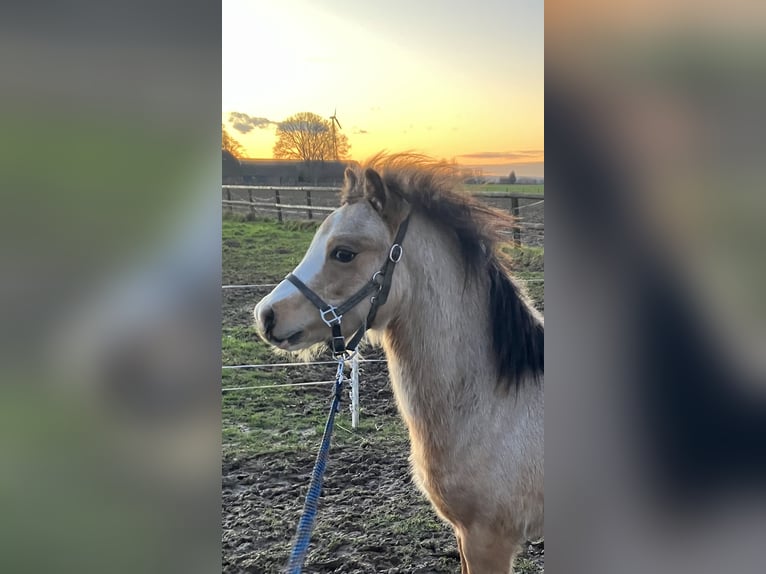 Welsh A (Mountain Pony) Stallion 1 year Dun in Baak