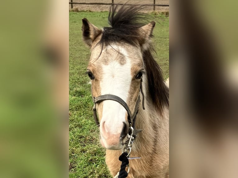 Welsh A (Mountain Pony) Stallion 1 year Dun in Baak