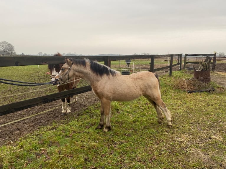 Welsh A (Mountain Pony) Stallion 1 year Dun in Baak