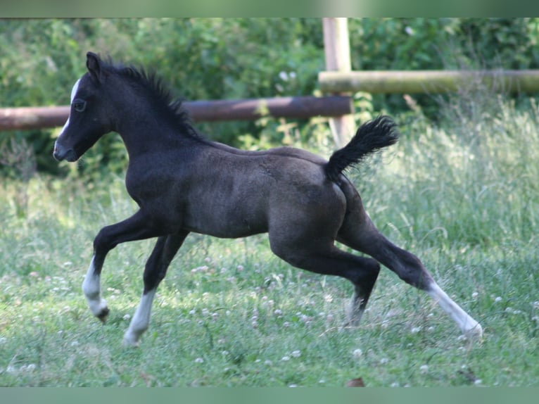 Welsh A (Mountain Pony) Stallion 1 year Gray in Erwitte