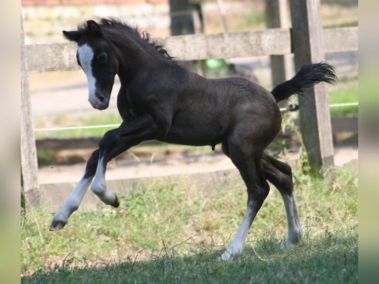 Welsh A (Mountain Pony) Stallion 1 year Gray in Erwitte