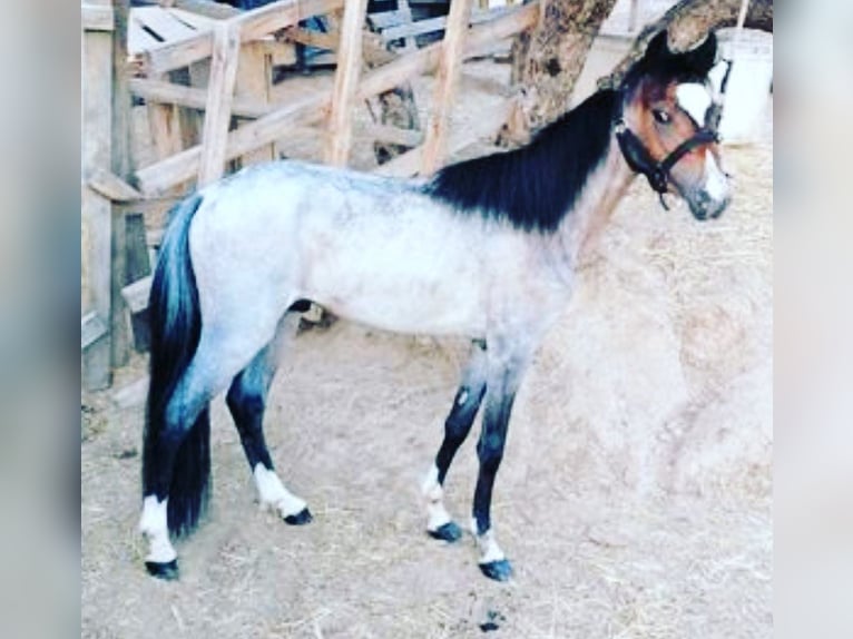 Welsh A (Mountain Pony) Mix Stallion 2 years 10,2 hh in Mijas