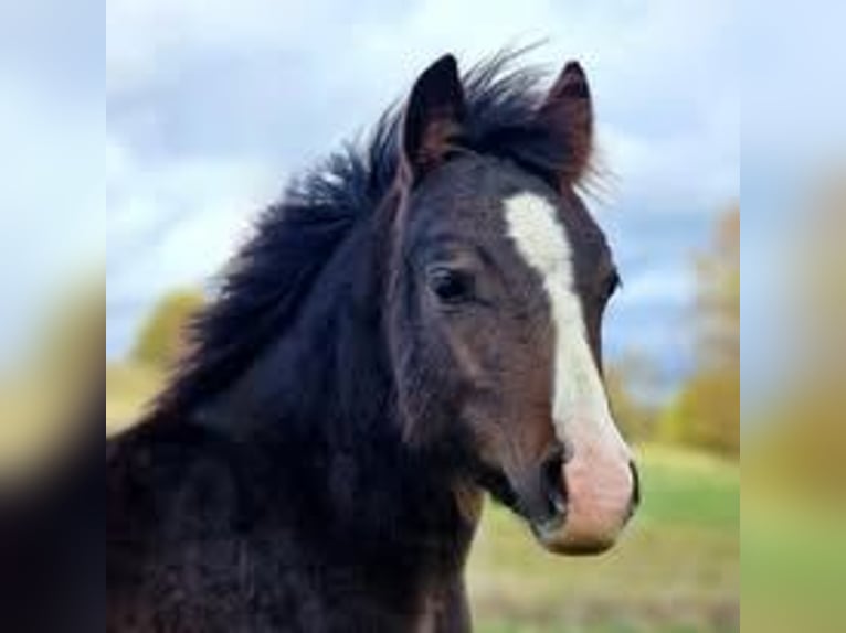 Welsh A (Mountain Pony) Stallion 2 years 11,1 hh Bay-Dark in Friedrichroda