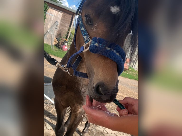 Welsh A (Mountain Pony) Mix Stallion 2 years 11,1 hh Bay-Dark in Frankenberg/Sachsen