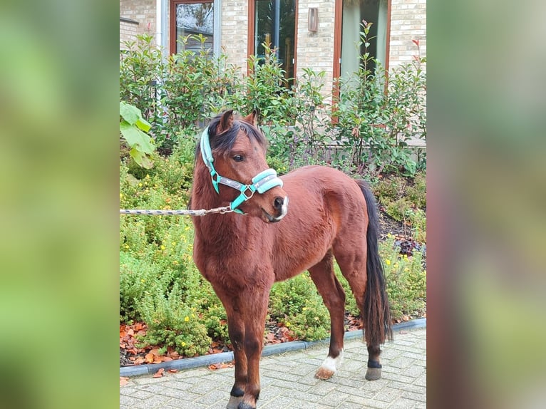 Welsh A (Mountain Pony) Mix Stallion 2 years 11,1 hh Brown in Metelen