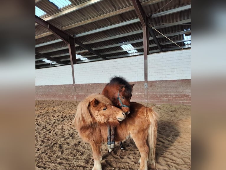 Welsh A (Mountain Pony) Mix Stallion 2 years 11,1 hh Brown in Metelen