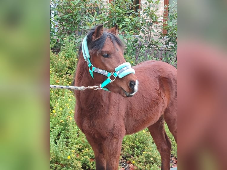 Welsh A (Mountain Pony) Mix Stallion 2 years 11,1 hh Brown in Metelen