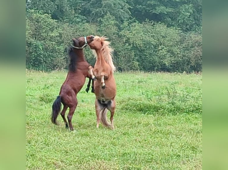 Welsh A (Mountain Pony) Mix Stallion 2 years 11,1 hh Brown in Metelen