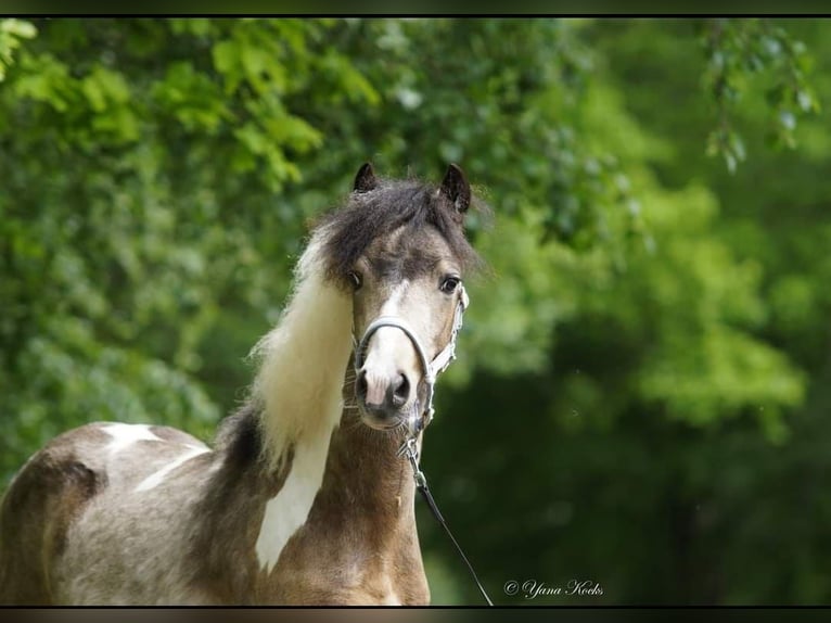 Welsh A (Mountain Pony) Mix Stallion 2 years 11,1 hh Brown in Metelen