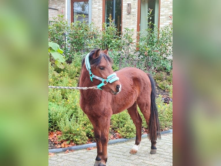 Welsh A (Mountain Pony) Mix Stallion 2 years 11,1 hh Brown in Metelen