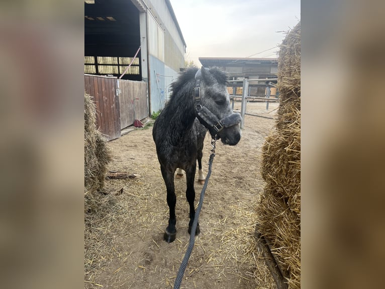 Welsh A (Mountain Pony) Stallion 2 years 11,1 hh Gray-Dapple in Wien, Leopoldstadt