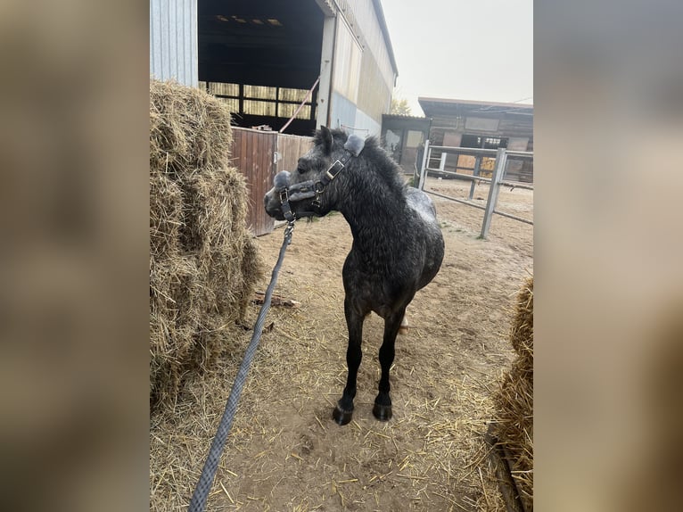 Welsh A (Mountain Pony) Stallion 2 years 11,1 hh Gray-Dapple in Wien, Leopoldstadt