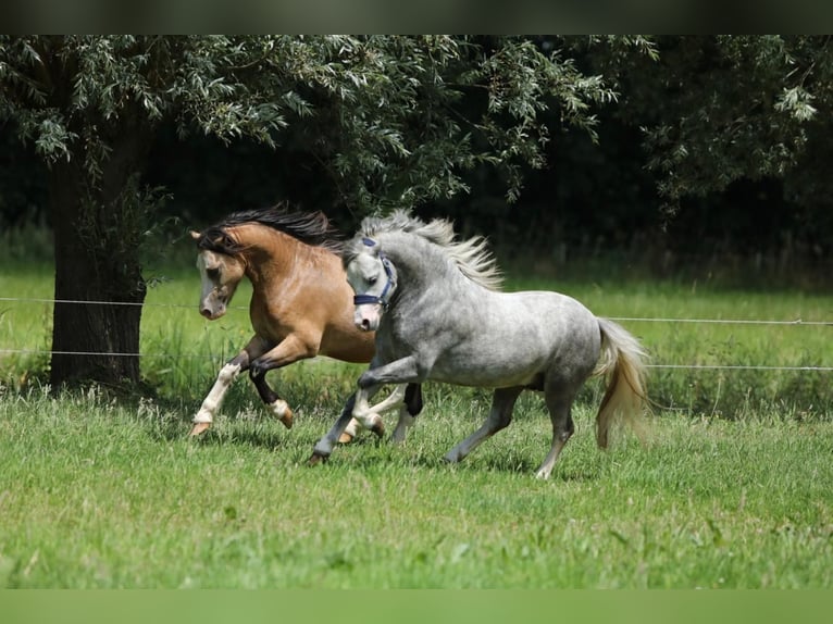 Welsh A (Mountain Pony) Stallion 2 years 11,1 hh Gray in Aalten