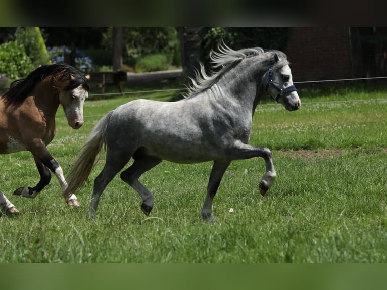 Welsh A (Mountain Pony) Stallion 2 years 11,1 hh Gray in Aalten