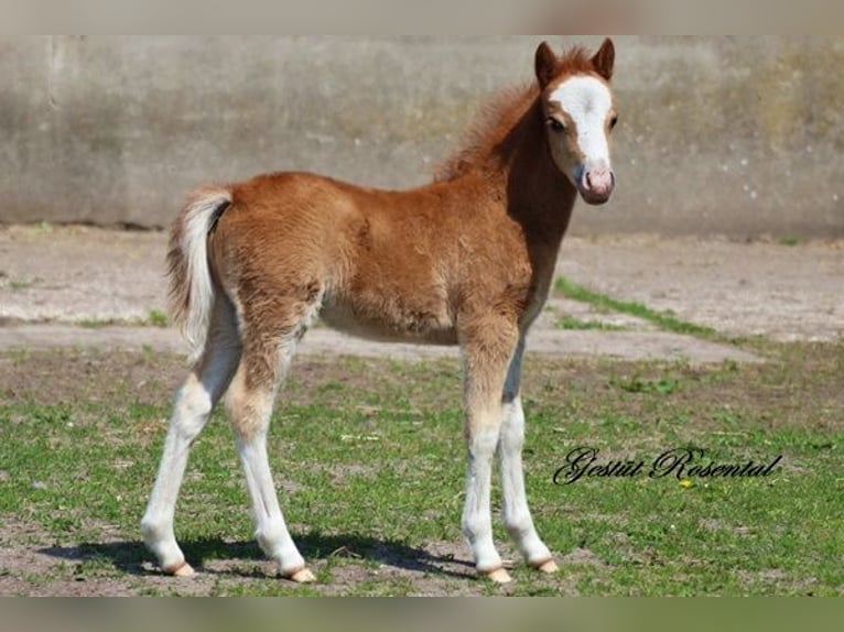 Welsh A (Mountain Pony) Stallion 2 years 11,2 hh Chestnut-Red in Sankt Margarethen