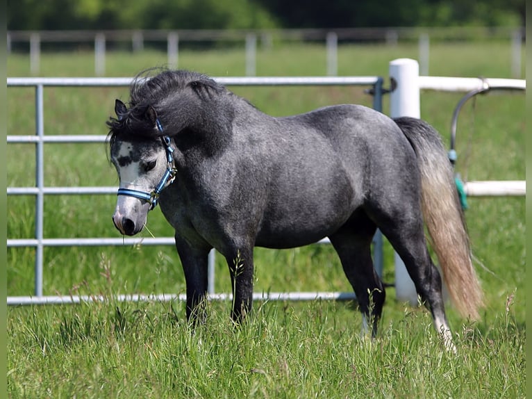 Welsh A (Mountain Pony) Stallion 2 years 11,2 hh Gray-Blue-Tan in Wildeshausen