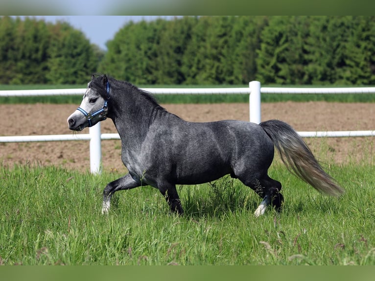 Welsh A (Mountain Pony) Stallion 2 years 11,2 hh Gray-Blue-Tan in Wildeshausen