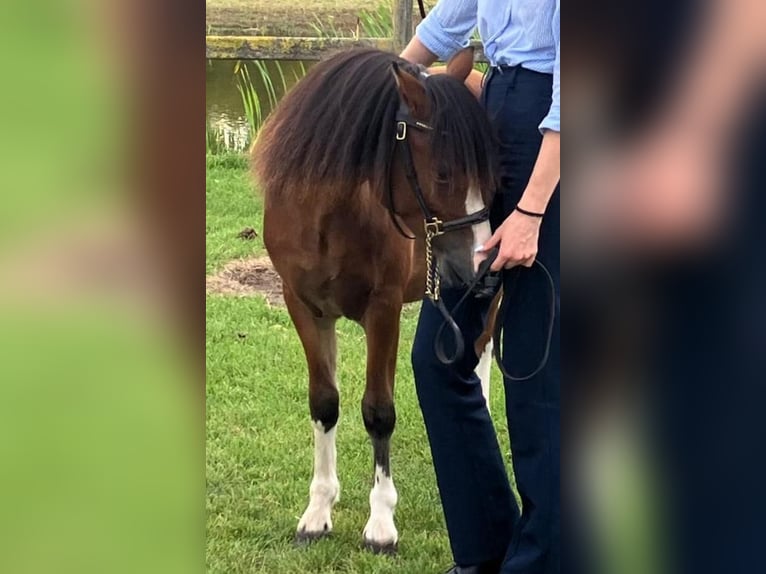 Welsh A (Mountain Pony) Stallion 2 years 11 hh Brown in Baak