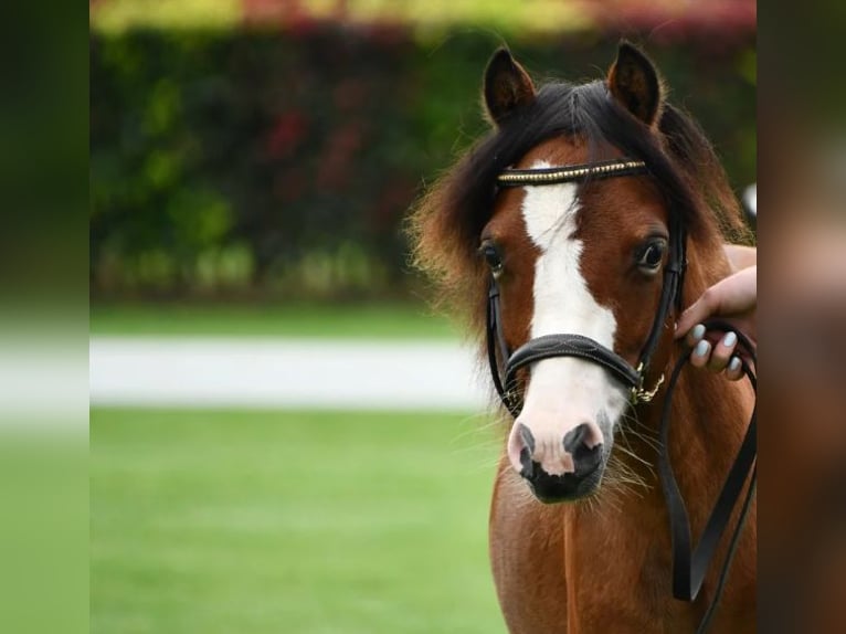 Welsh A (Mountain Pony) Stallion 2 years 11 hh Brown in Baak