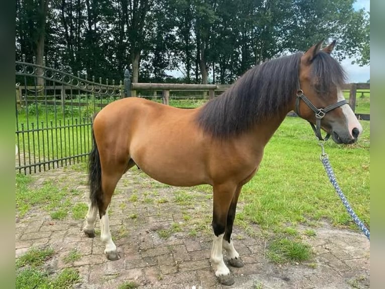 Welsh A (Mountain Pony) Stallion 2 years 11 hh Brown in Baak