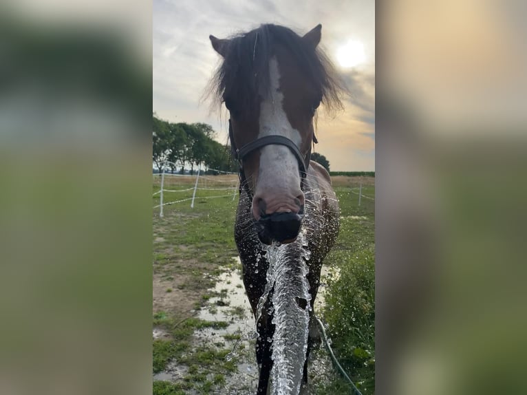 Welsh A (Mountain Pony) Stallion 2 years 11 hh Brown in Baak