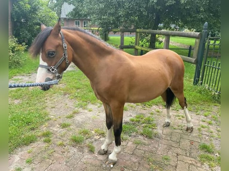 Welsh A (Mountain Pony) Stallion 2 years 11 hh Brown in Baak