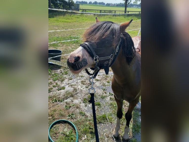 Welsh A (Mountain Pony) Stallion 2 years 11 hh Brown in Baak