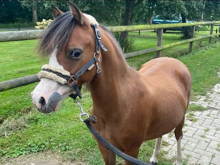 Welsh A (Mountain Pony) Stallion 2 years 11 hh Brown in Baak