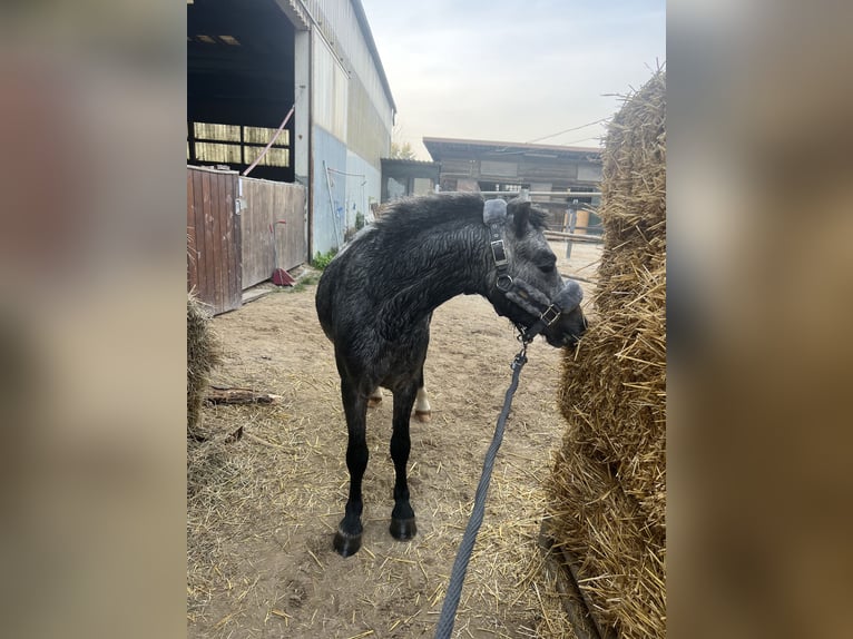 Welsh A (Mountain Pony) Stallion 3 years 11,1 hh Gray-Dapple in Wien, Leopoldstadt