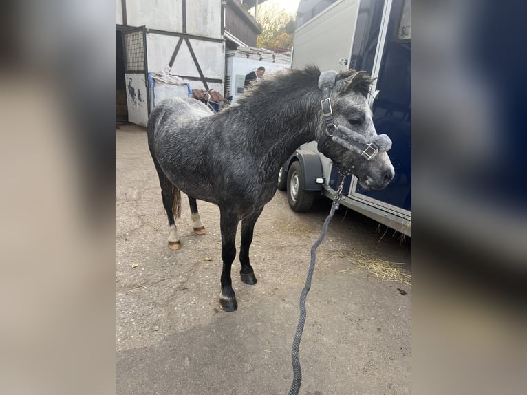 Welsh A (Mountain Pony) Stallion 3 years 11,1 hh Gray-Dapple in Wien, Leopoldstadt