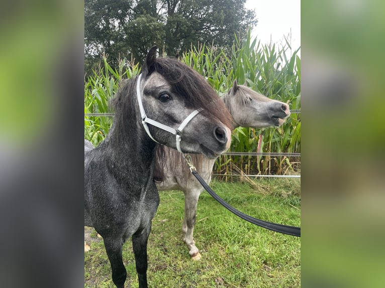 Welsh A (Mountain Pony) Stallion 3 years 11,2 hh Gray-Dark-Tan in Hellendoorn