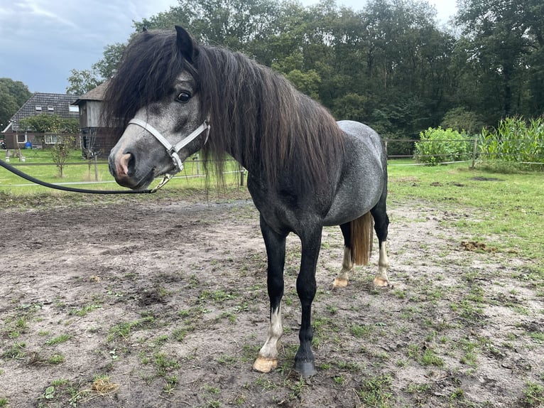 Welsh A (Mountain Pony) Stallion 3 years 11,2 hh Gray-Dark-Tan in Hellendoorn