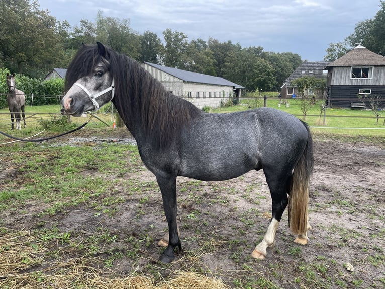 Welsh A (Mountain Pony) Stallion 3 years 11,2 hh Gray-Dark-Tan in Hellendoorn