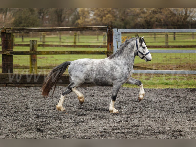 Welsh A (Mountain Pony) Stallion 3 years 11,2 hh Gray in Meerbusch