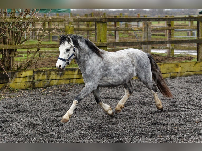 Welsh A (Mountain Pony) Stallion 3 years 11,2 hh Gray in Meerbusch