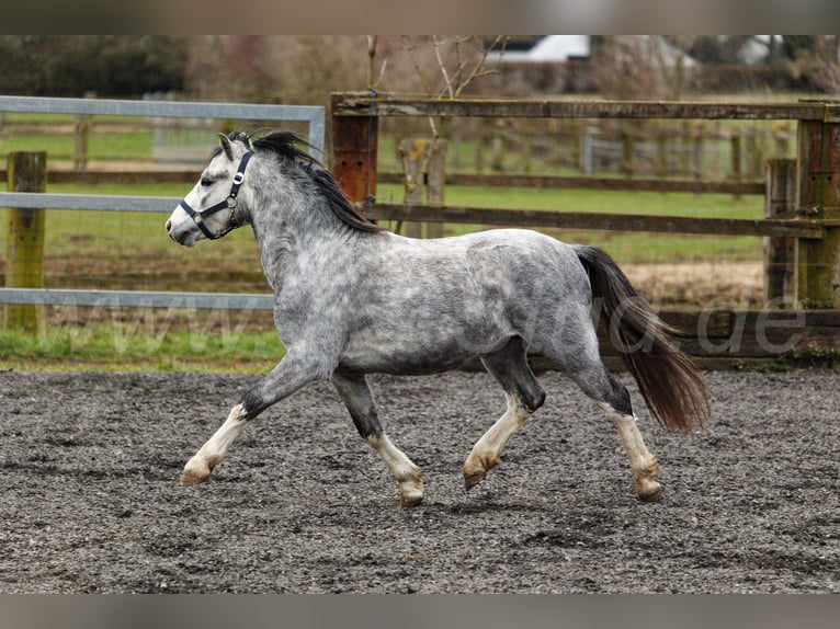 Welsh A (Mountain Pony) Stallion 3 years 11,2 hh Gray in Meerbusch