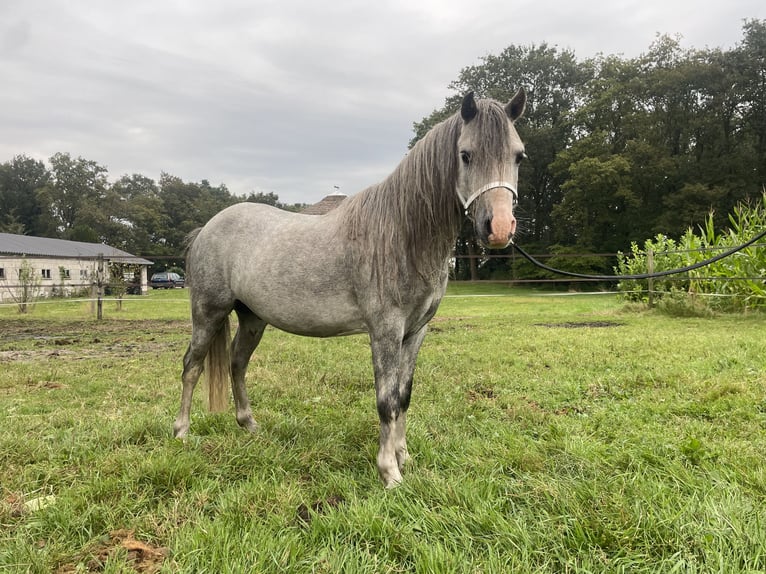 Welsh A (Mountain Pony) Stallion 3 years 11,2 hh Gray in Hellendoorn