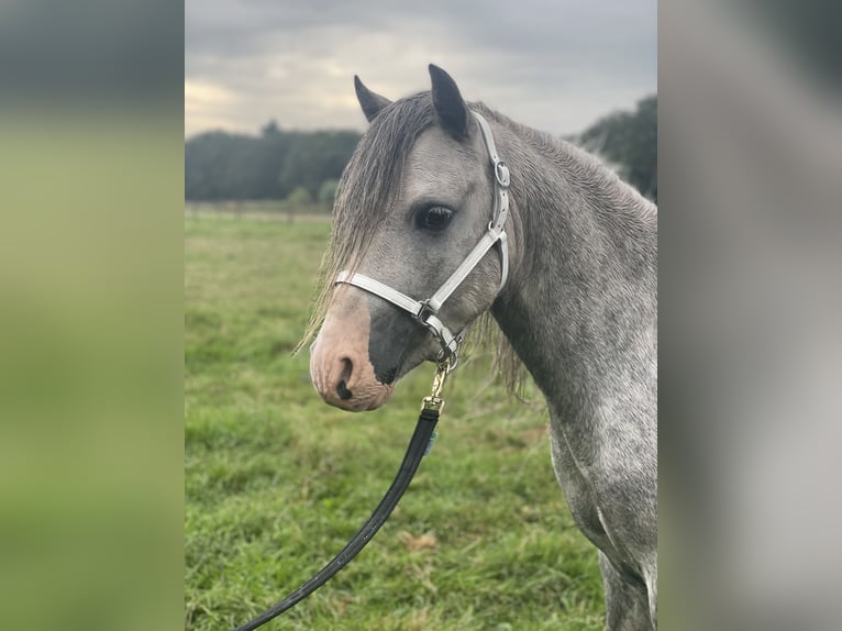 Welsh A (Mountain Pony) Stallion 3 years 11,2 hh Gray in Hellendoorn