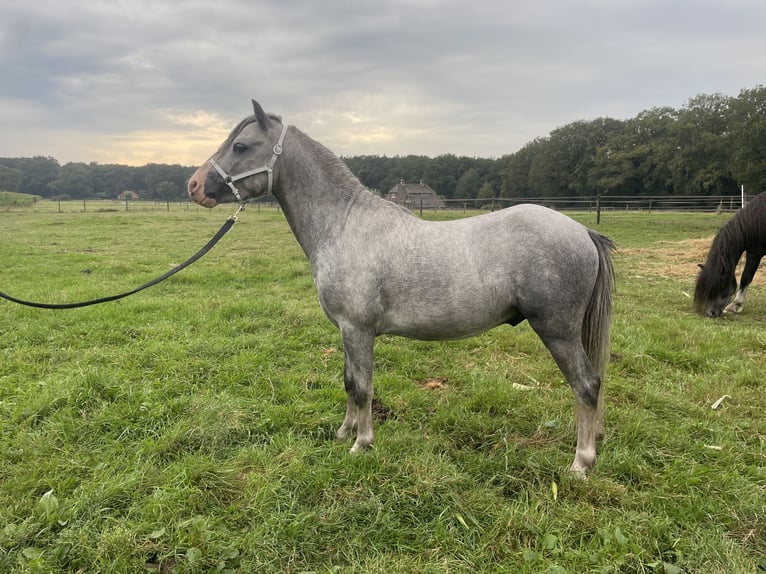 Welsh A (Mountain Pony) Stallion 3 years 11,2 hh Gray in Hellendoorn