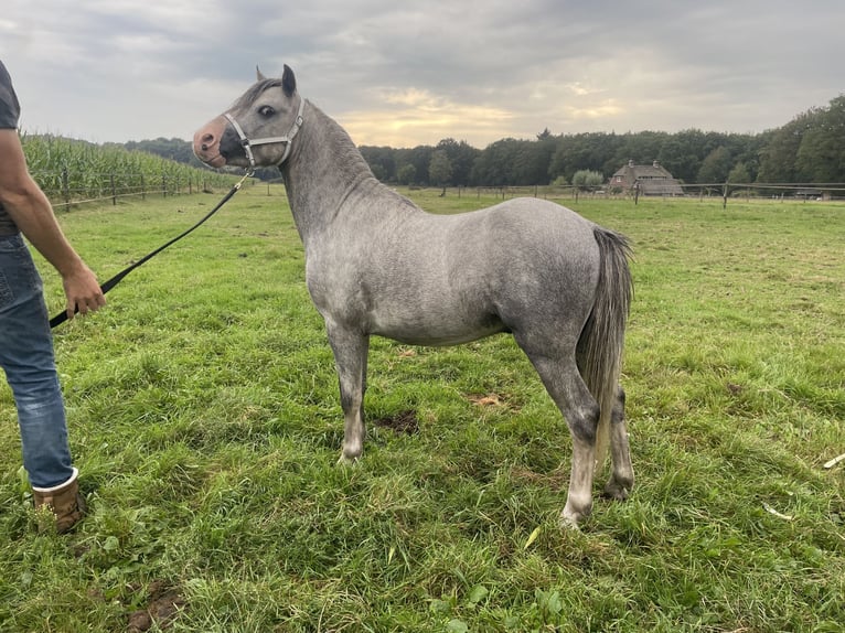 Welsh A (Mountain Pony) Stallion 3 years 11,2 hh Gray in Hellendoorn