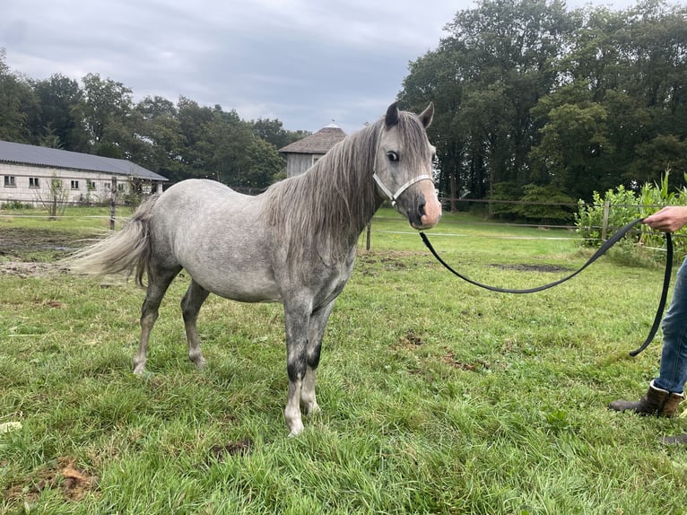 Welsh A (Mountain Pony) Stallion 3 years 11,2 hh Gray in Hellendoorn