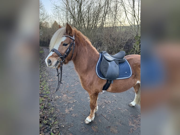 Welsh A (Mountain Pony) Stallion 3 years 11 hh Chestnut-Red in Ulrichstein