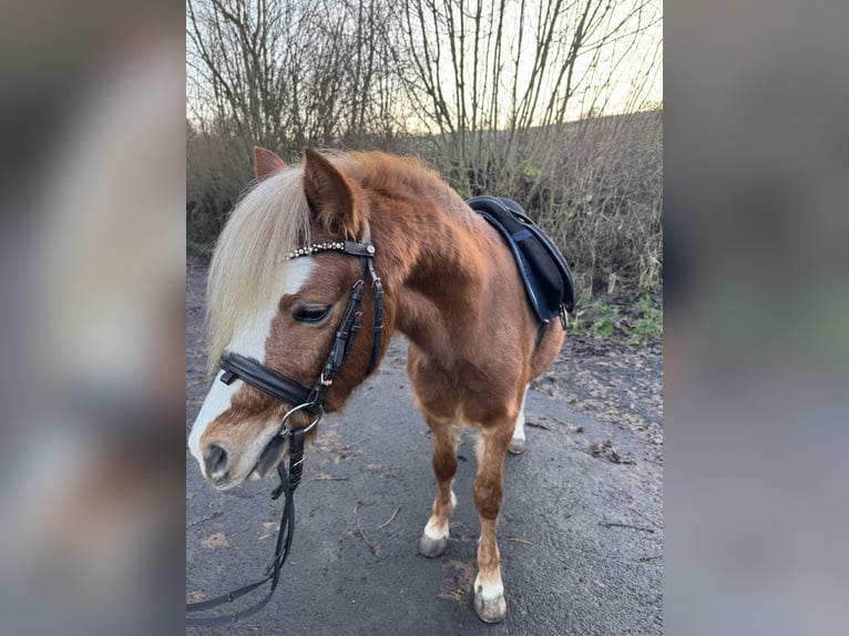 Welsh A (Mountain Pony) Stallion 3 years 11 hh Chestnut-Red in Ulrichstein