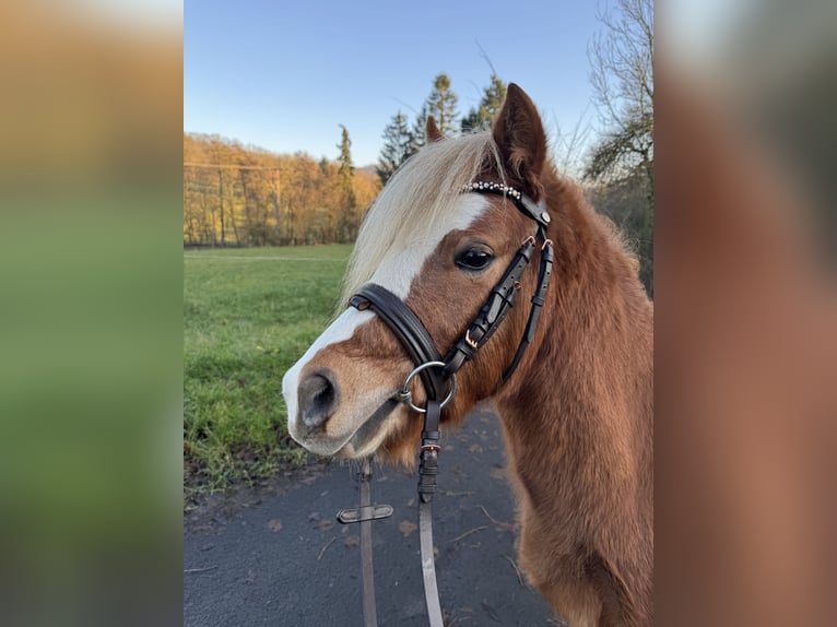 Welsh A (Mountain Pony) Stallion 3 years 11 hh Chestnut-Red in Ulrichstein