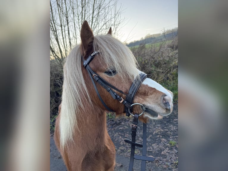 Welsh A (Mountain Pony) Stallion 3 years 11 hh Chestnut-Red in Ulrichstein