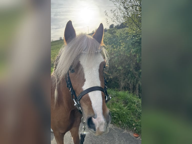 Welsh A (Mountain Pony) Stallion 3 years 11 hh Chestnut-Red in Ulrichstein